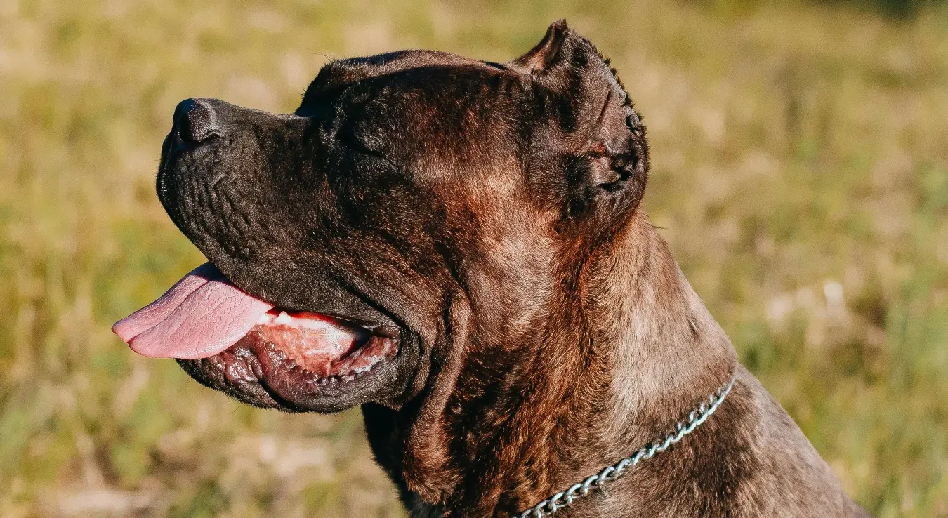 Полиција убила разјарене псе, унаказили власницу