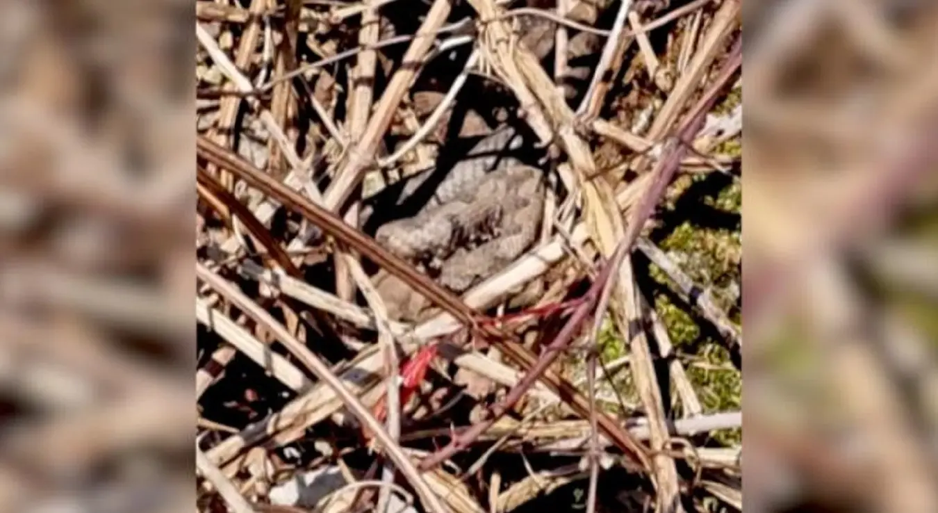 Радован се са сином шетао по природи, умало згазио гнијездо поскока