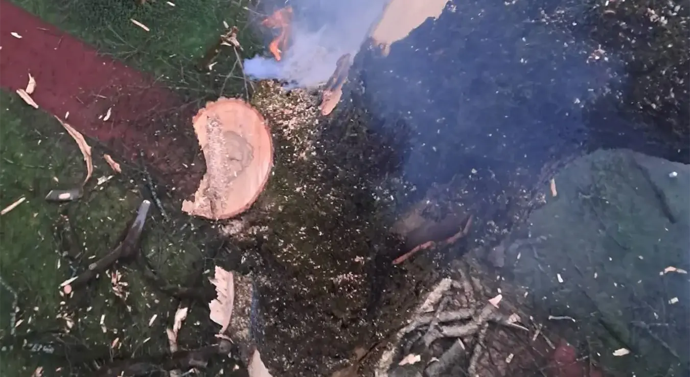 гром ударио у дрво