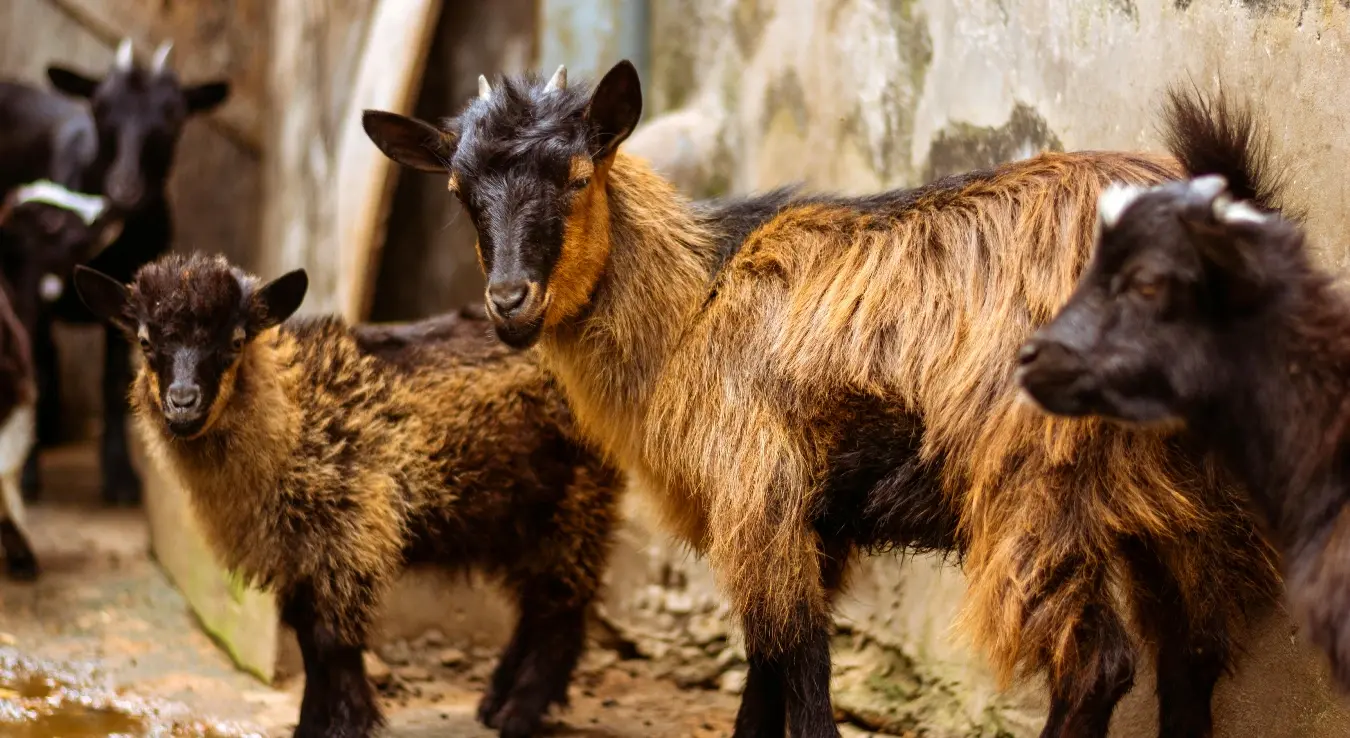Четири козе стоје поред зида