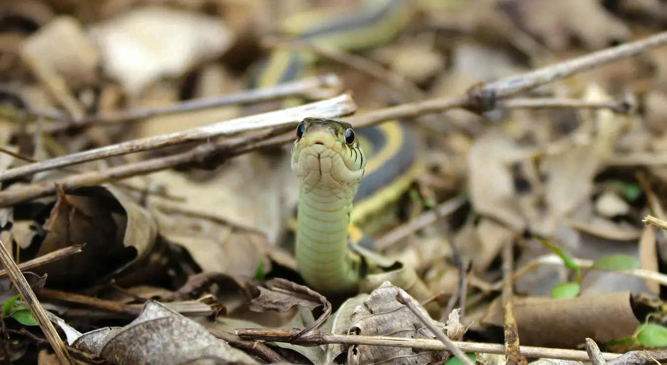 Змија у лишћу