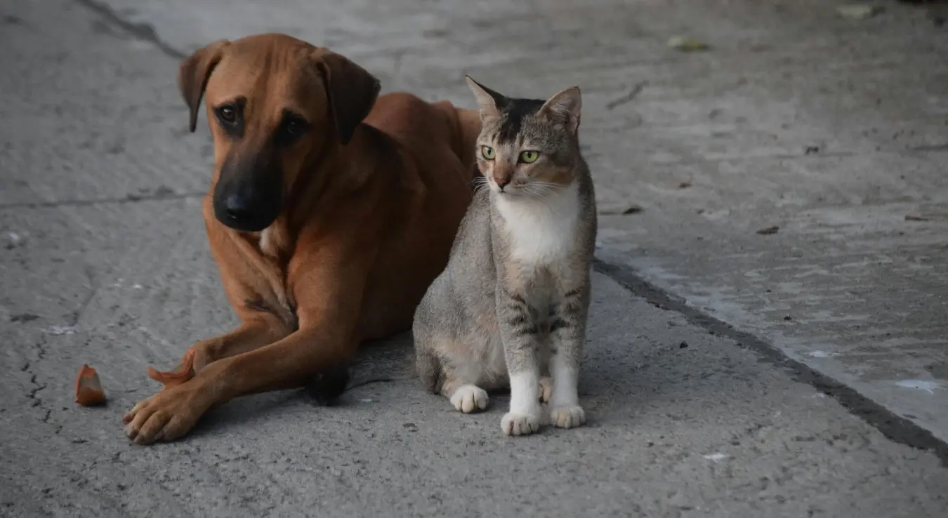 Pas i mačka