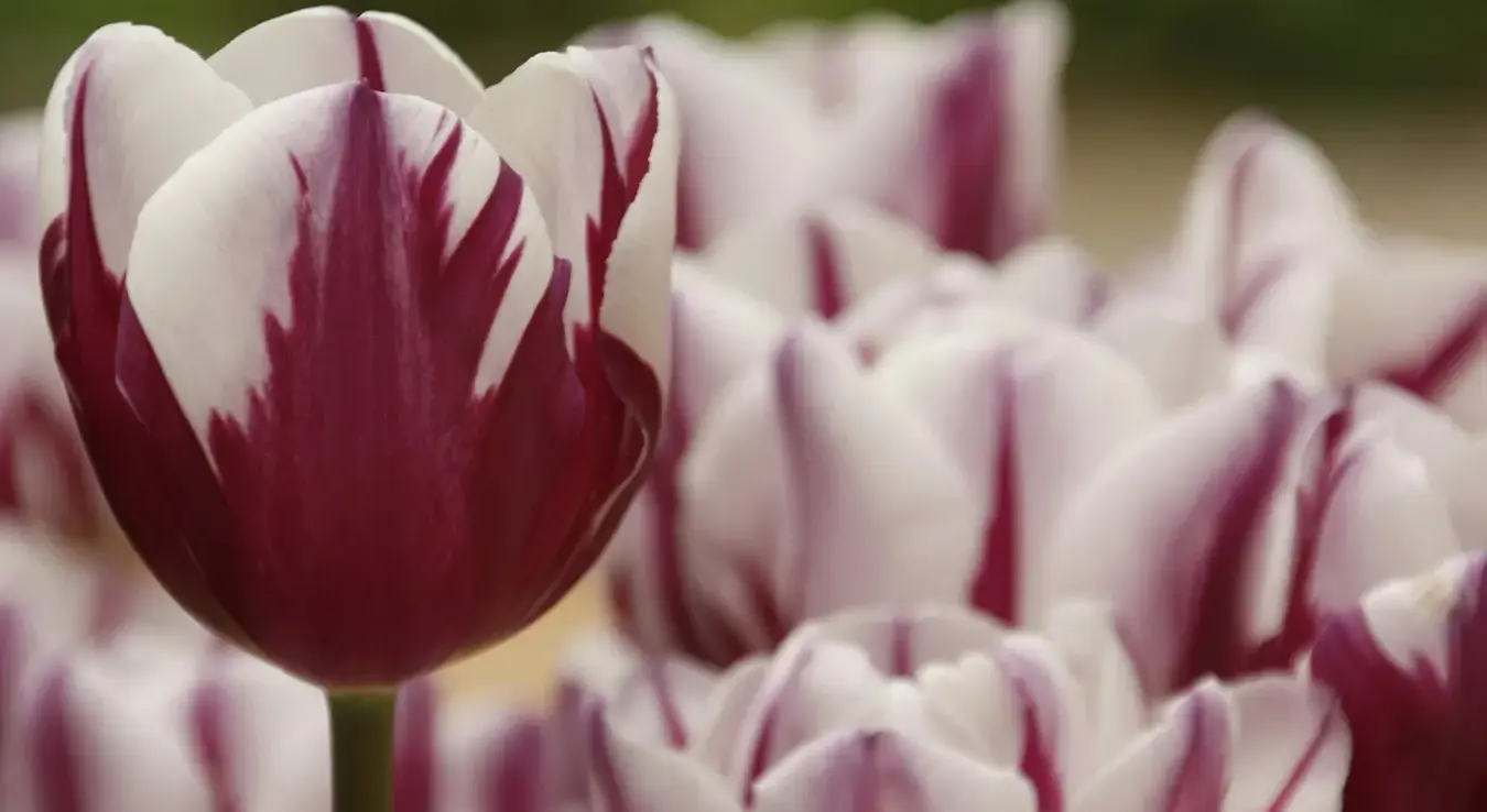 Лале у љубичасто-бијелој боји у пољу.