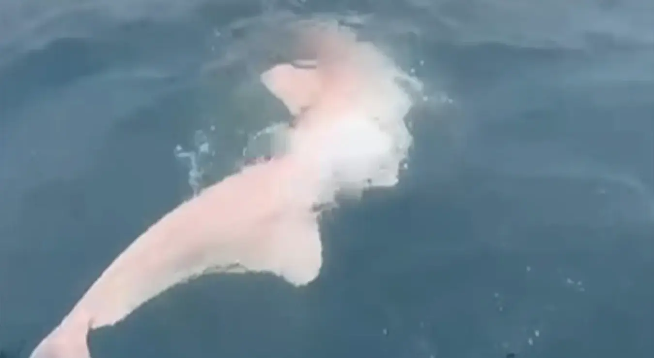 Морски пас Главоња плива у води.