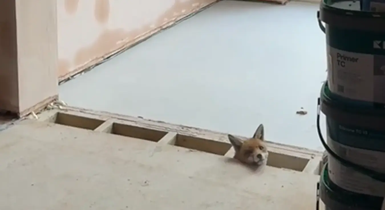 Лисица заглављена испод пода