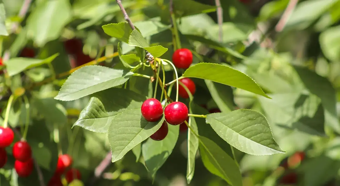 Трешње на гранама, у позадини се види лишће