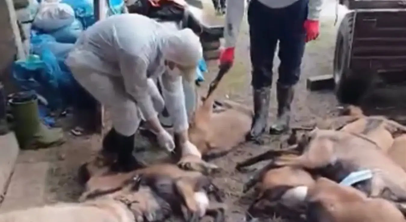 Уништено стадо коза у Фојници