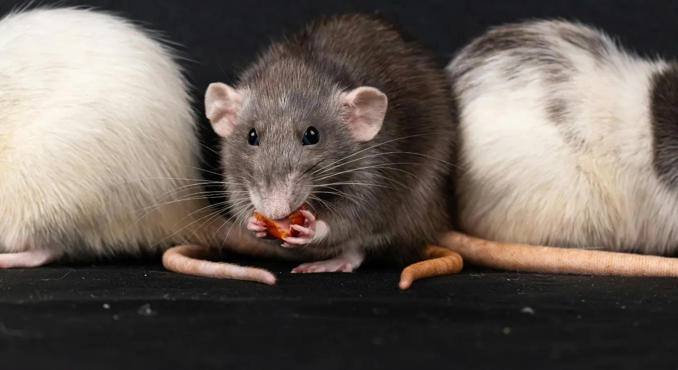 Tri pacova jedu miševi otrovni glodari