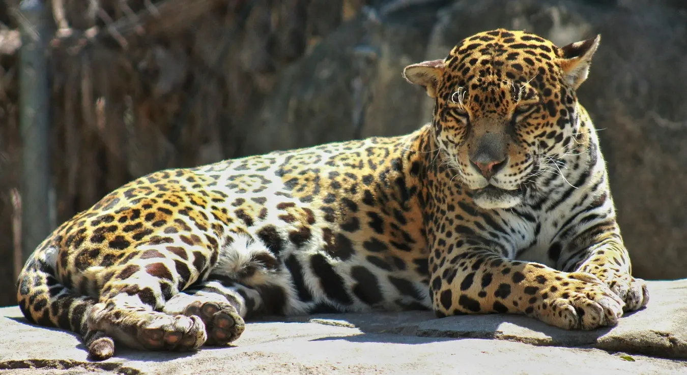 Jaguar