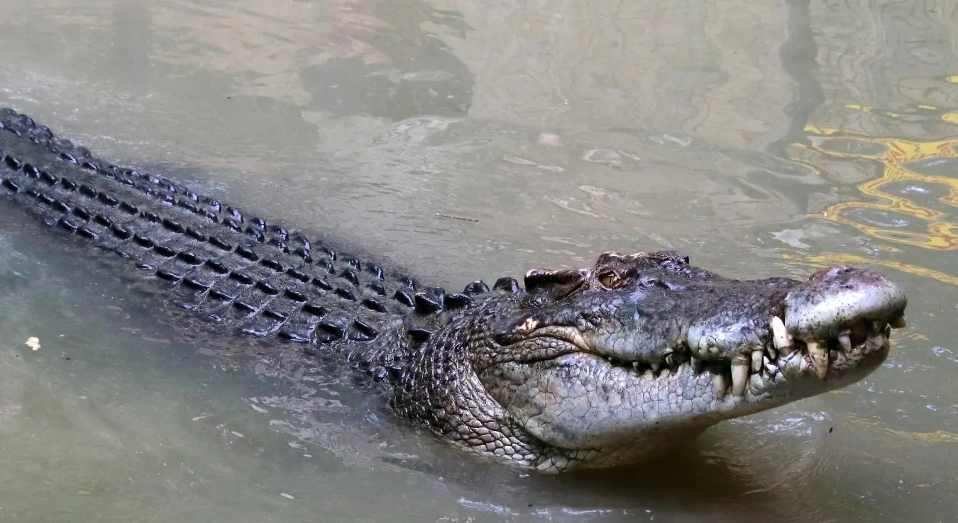 Крокодил плива у води.