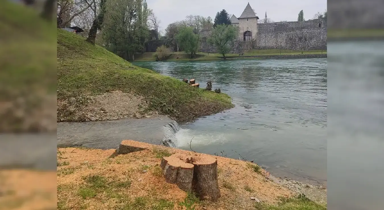 Сасјечена стабла врбе на обали Врбаса