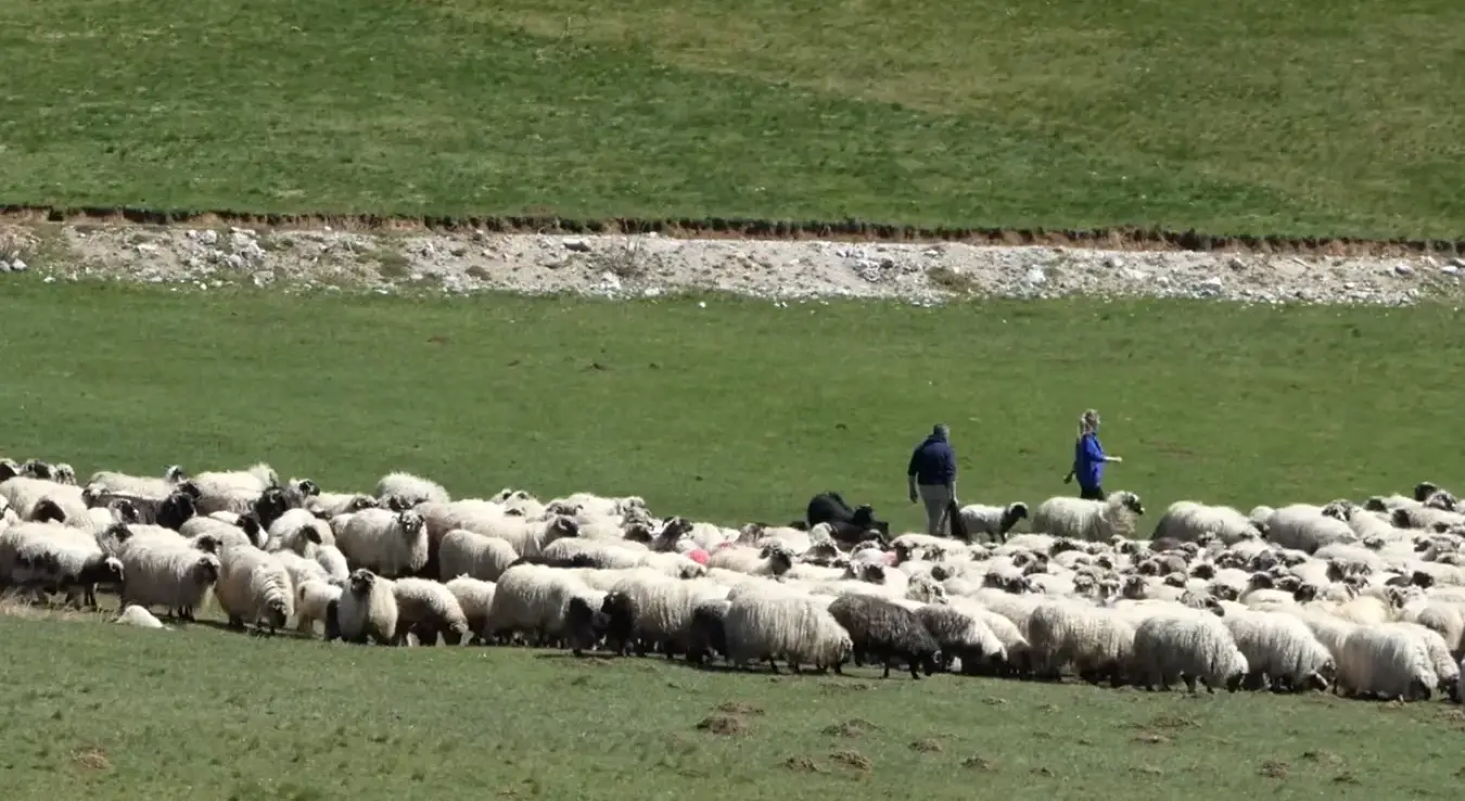 Сенад Рамуљ сам чува 1.000 оваца