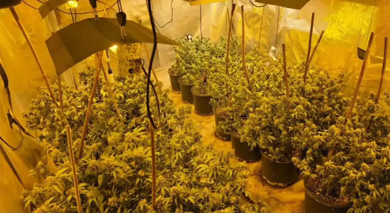 У извршеним претресима на подручју Илиџе и Новог Сарајева, пронађено је и одузето пет комплетних индоор лабораторија за узгој и производњу опојне дроге марихуана са више стотина стабљика, више од 2.700 грама сухе зељасте материје која асоцира на опојну дрогу марихуана, дигиталне ваге, дробилице, различита опрема потребна за рад лабораторија.