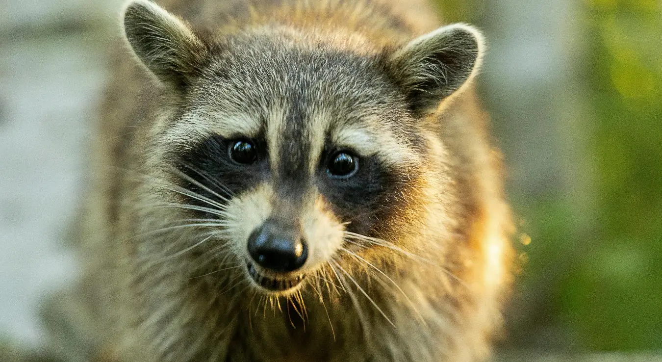 ракун животиња дивља животиња