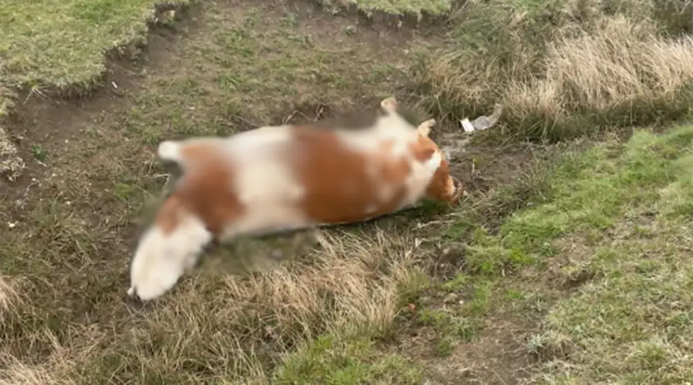 Код Гацка пронађени лешеви крава