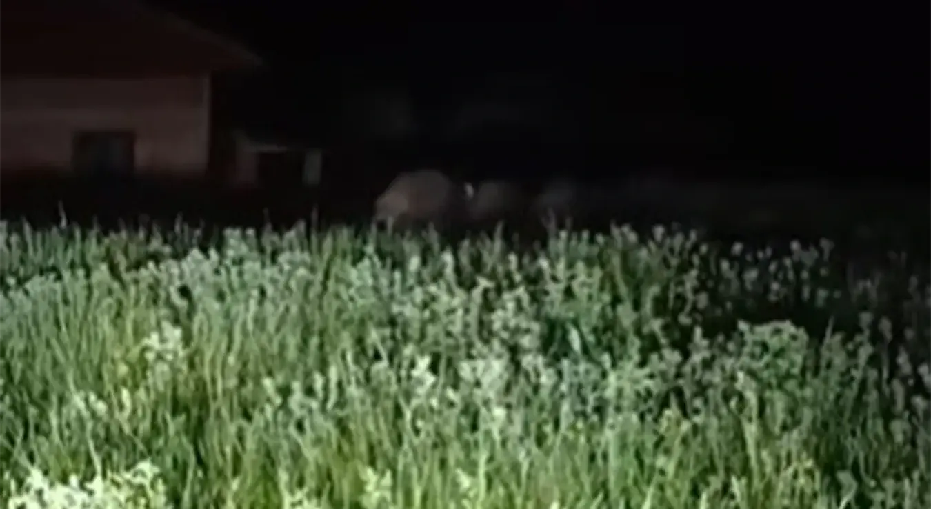 Силуета дивљих свиња испред куће села у БиХ.