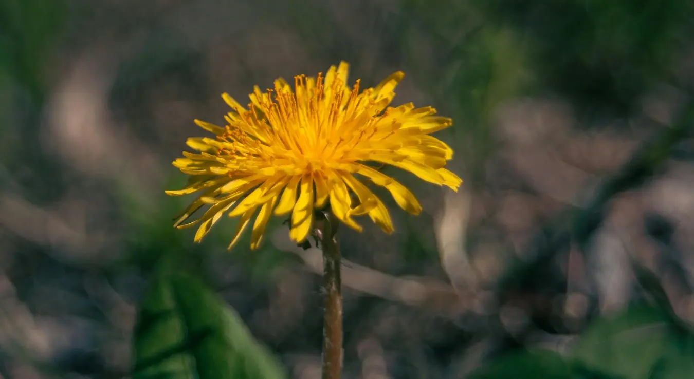 Маслачак, иза њега замагљени листови и трава