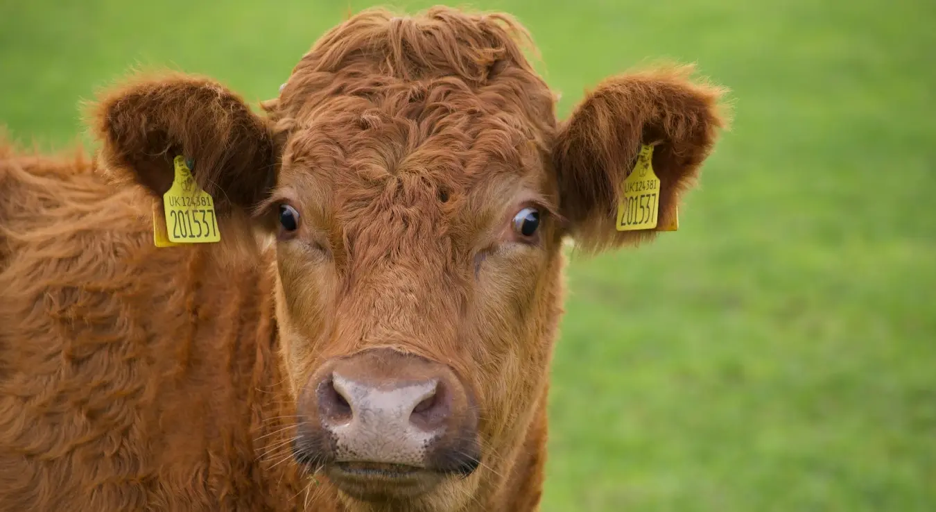 Крава побјегла из клаонице и води се сада као нестала