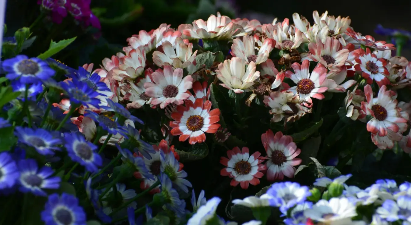 Цвијеће башта