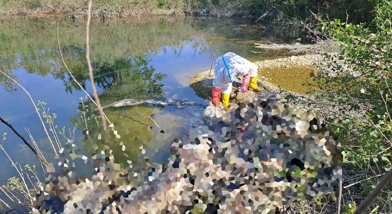 Пронађено је 10 угинулих свиња на обали Дрине, у Граду Бијељина, мјесна заједница Јоховац.