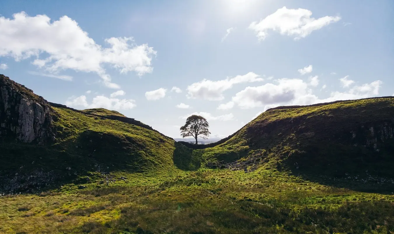 Дрво Робина Худа