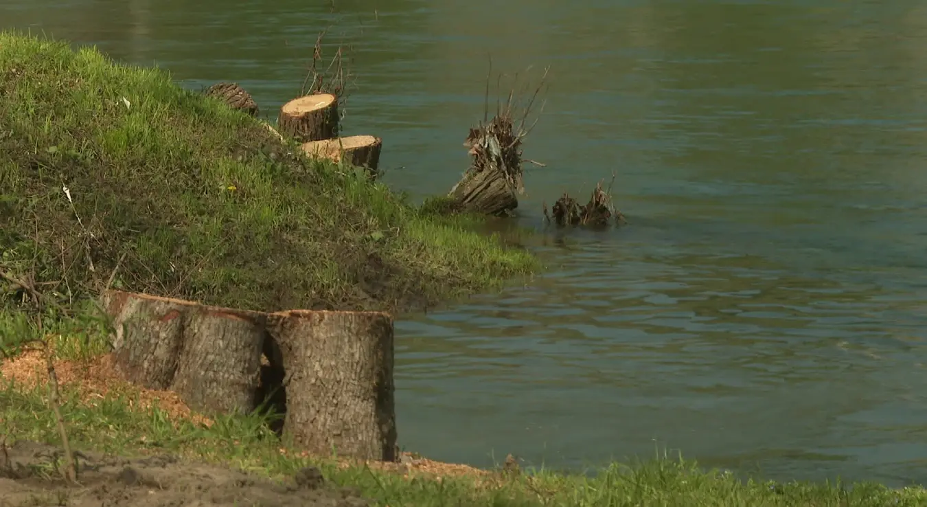 Посјечена стабла на обали Врбаса