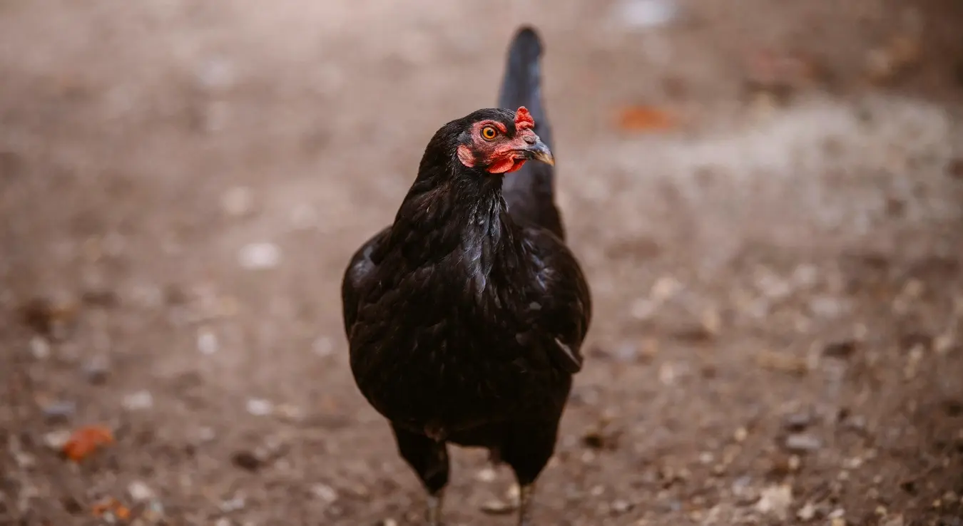 Црна кокошка стоји на земљи, са главом благо окренутом на једну страну.