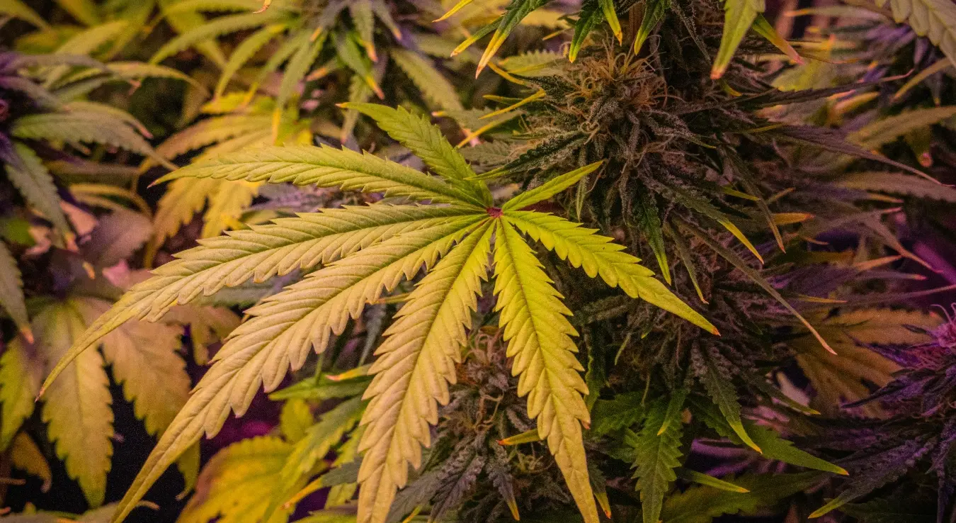 Канабис трава опојна дрога