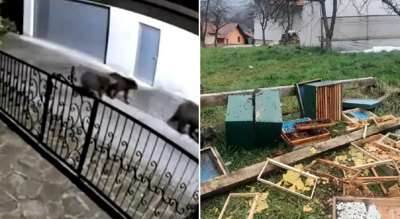 Снимак са надзорних камера на којем се виде три медвједа како се крећу у дворишту куће. На другој слици се виде поломљене кошнице