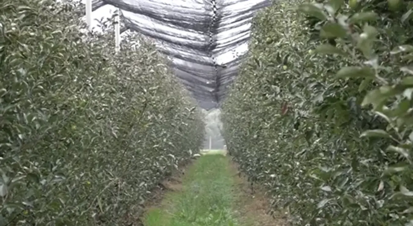 Пољопривредна задруга Кооператива