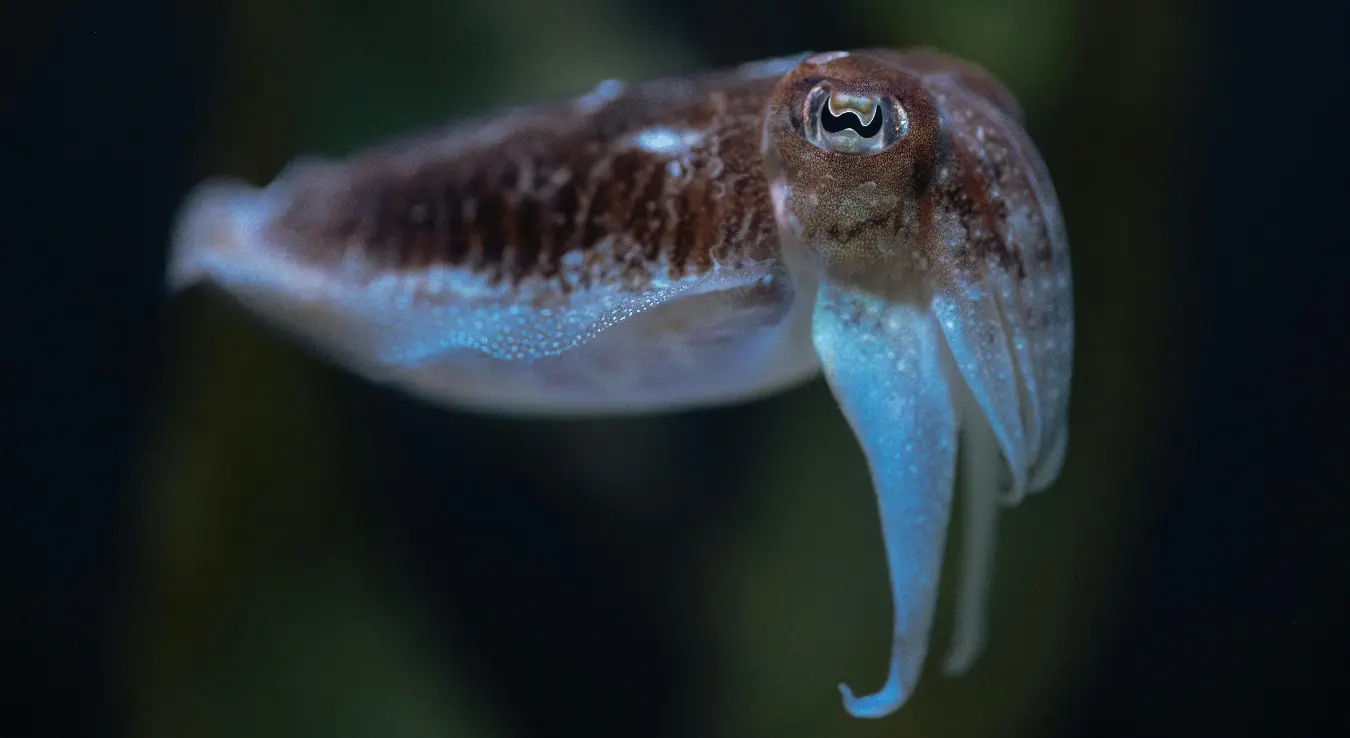 Животиња сипа која живи у мору