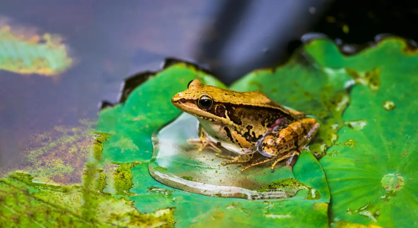 Животиња жаба