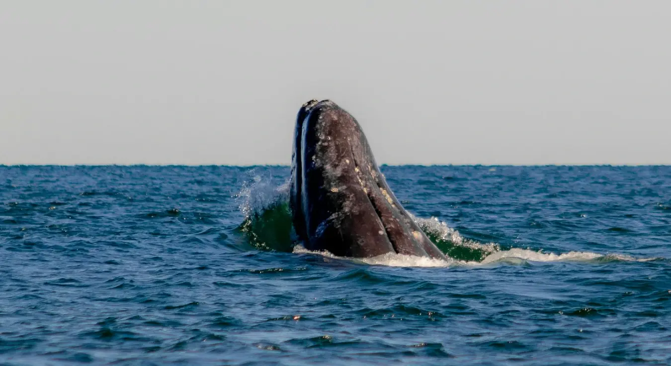 Плави кит у мору