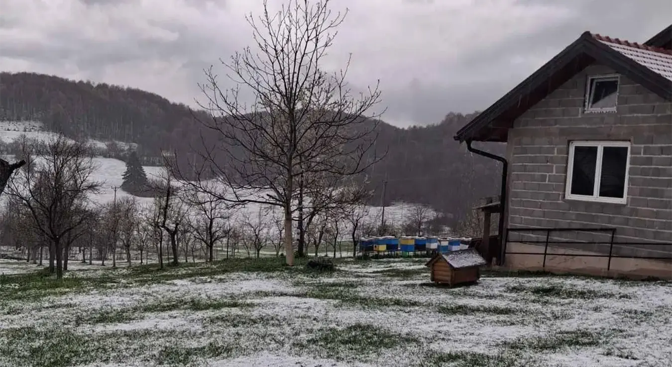 Лед опустошио воћњак. Двориште прекривено ледом.