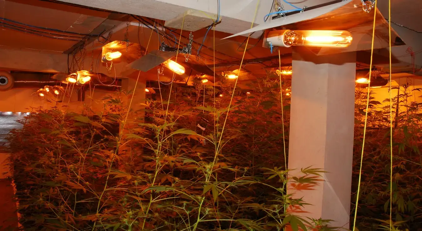 лабораторија за узгој марихуане