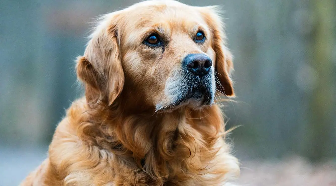 Златни ретривер