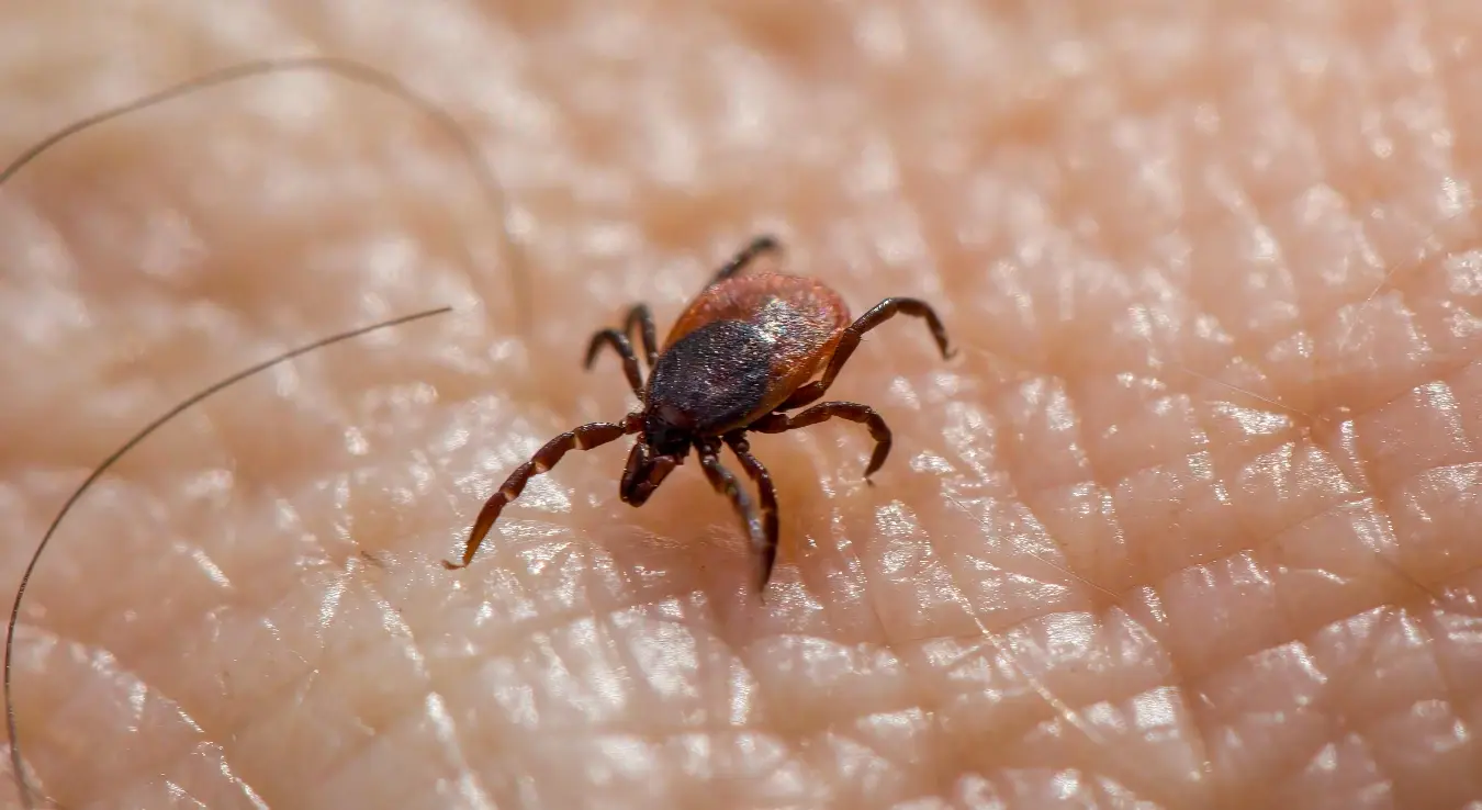 Крпељ на кожи