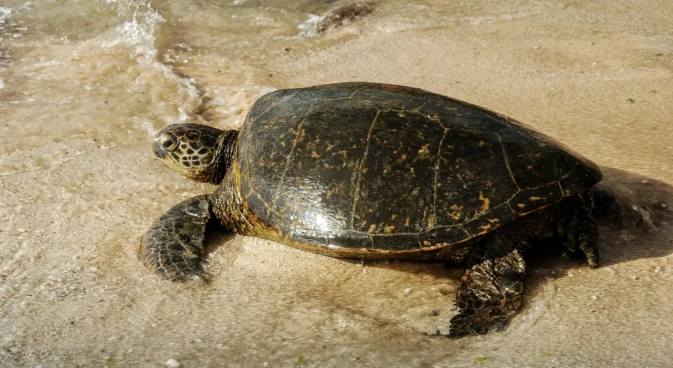 Копнена животиња корњача