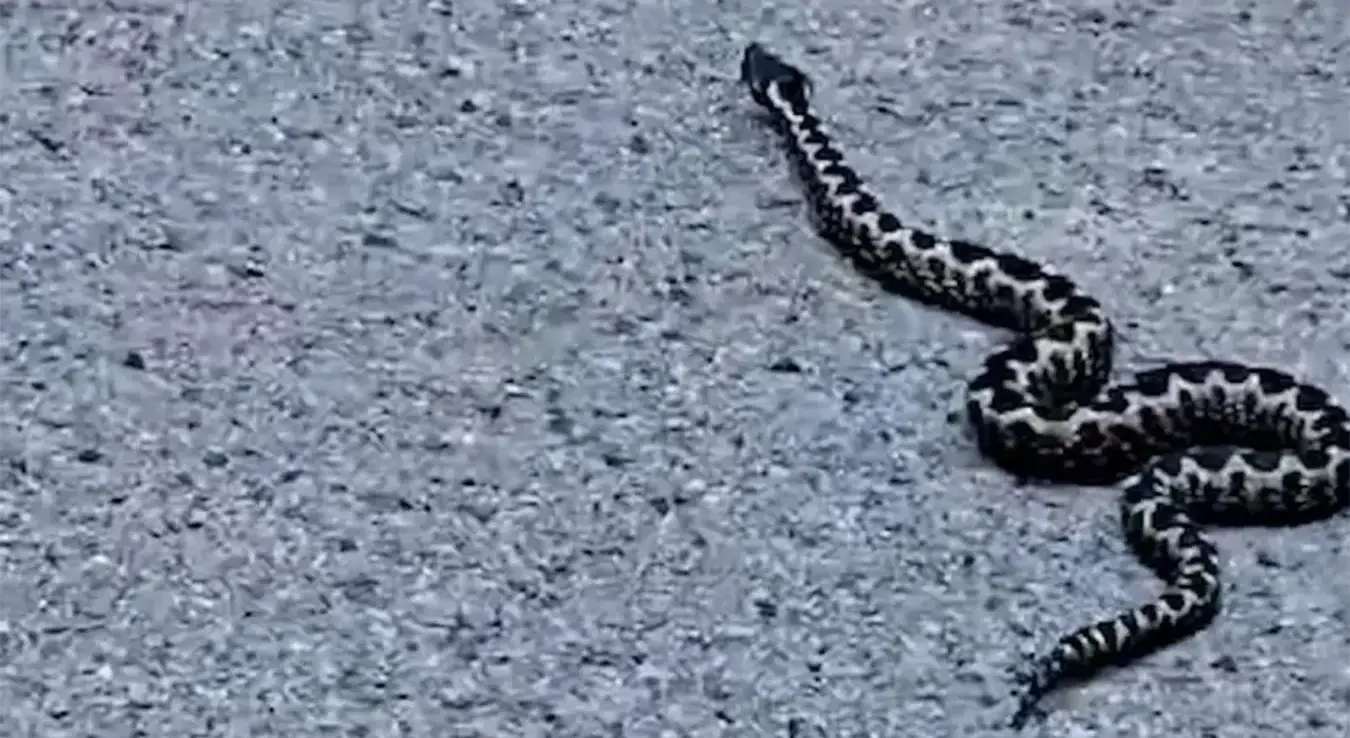 Поскок снимљен на Бањ брду