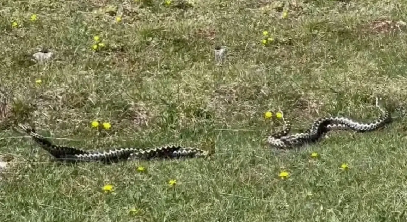 Плес поскока