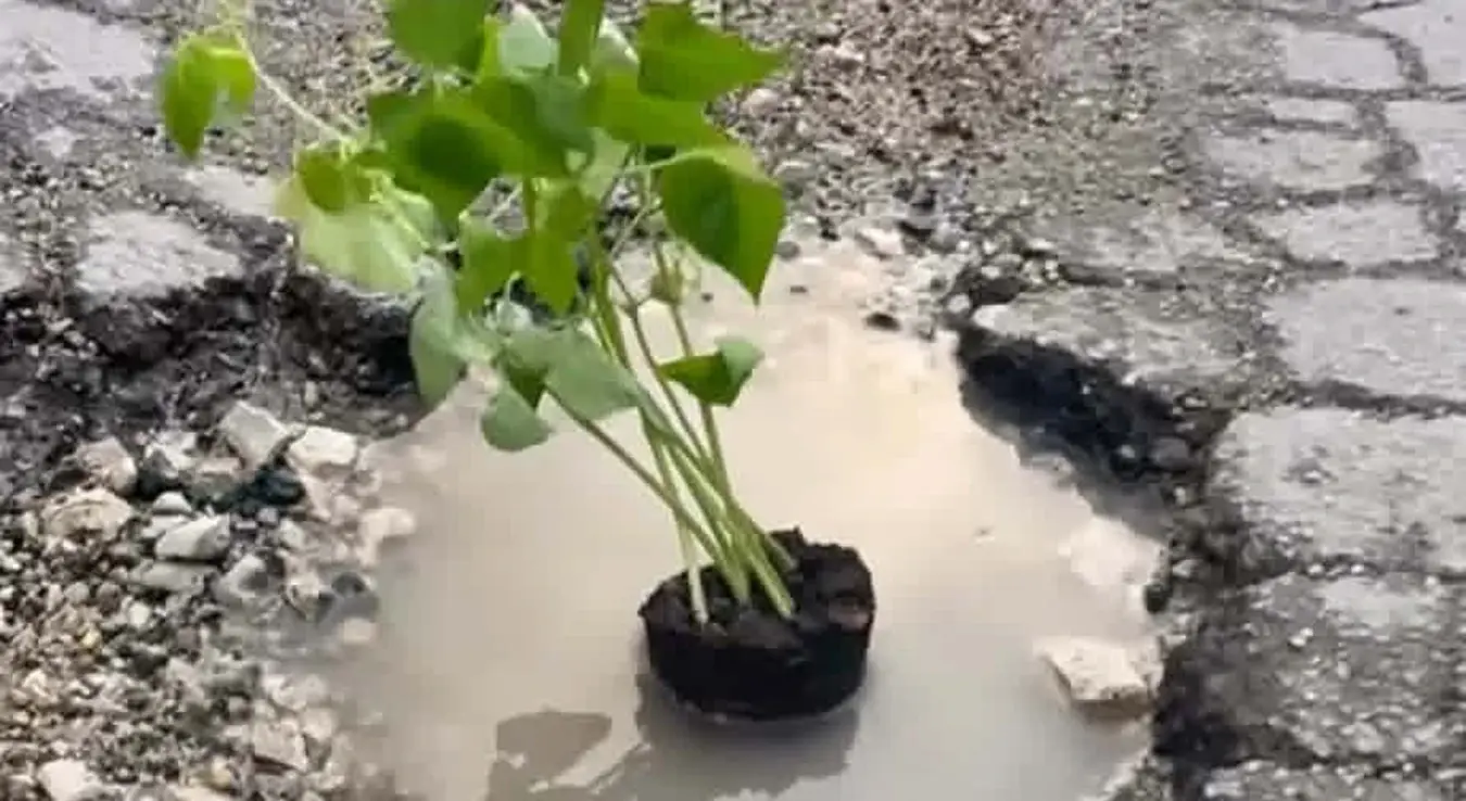 Грах посађен у рупи у Улици др Косте Крсмановића