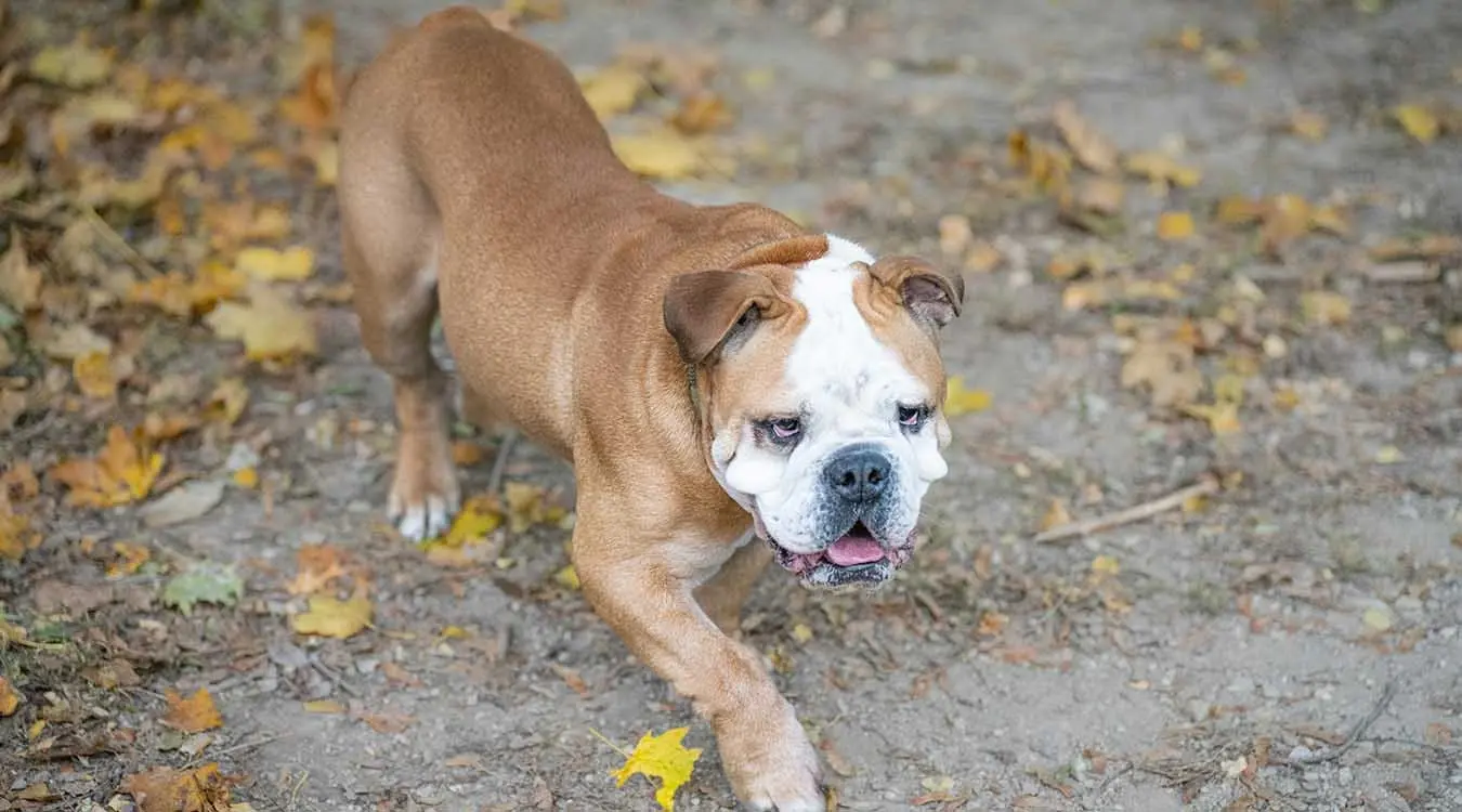 Енглески булдог