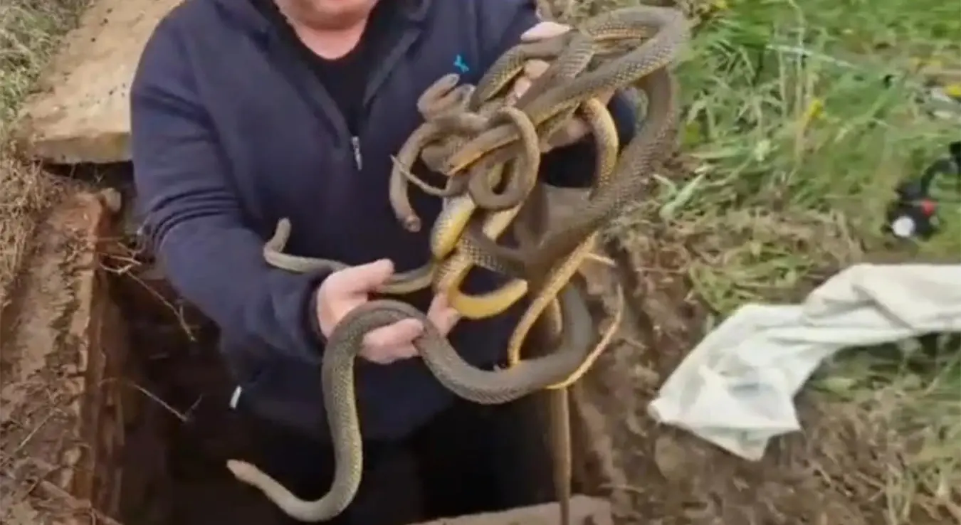 Владица у шахту пронашао шест змија