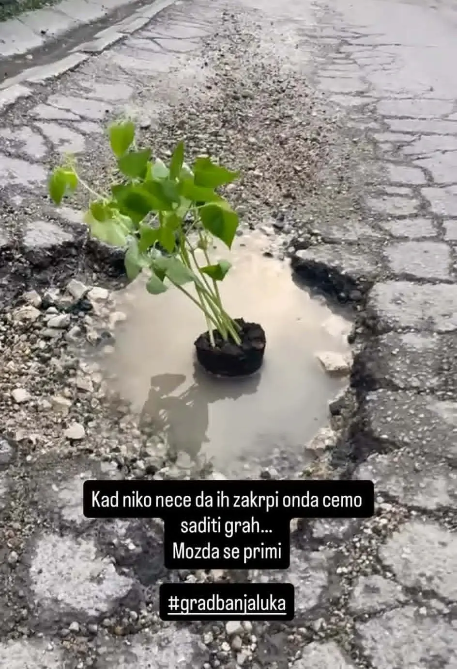 Грах у рупи на путу