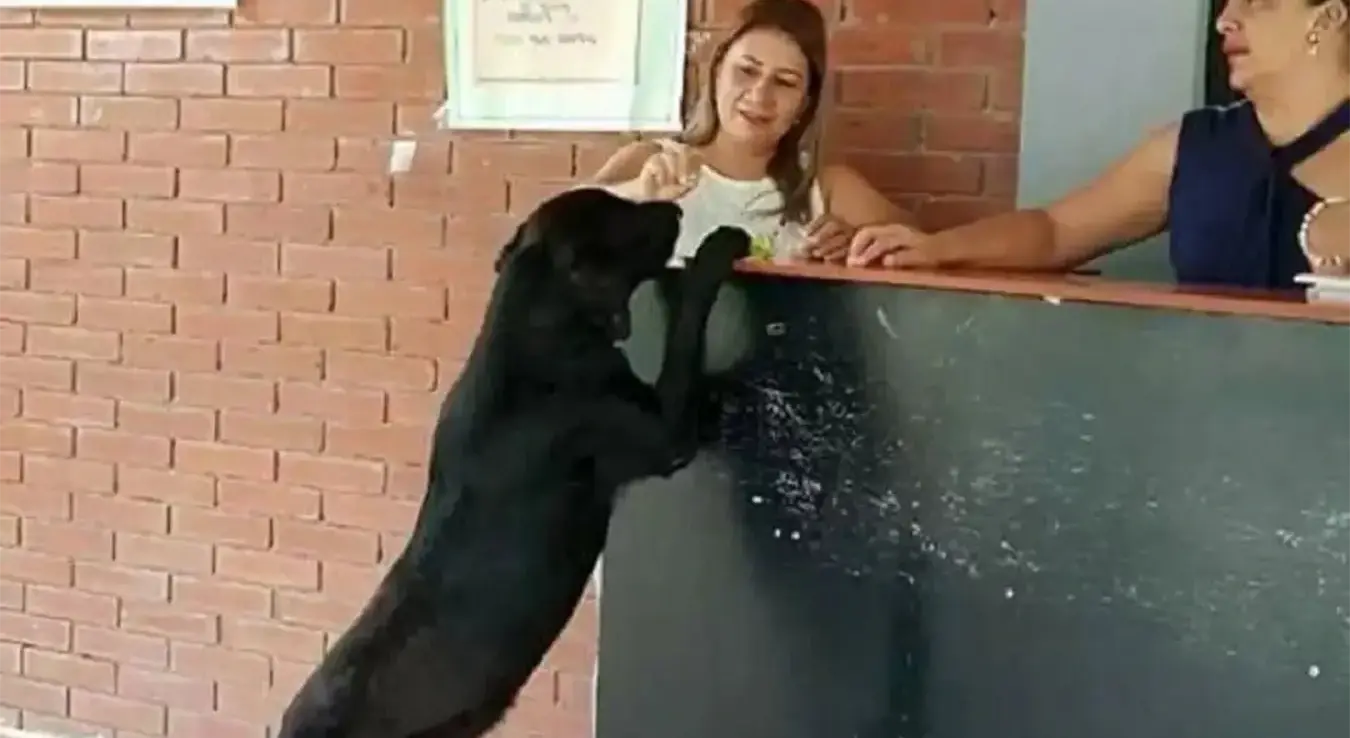 Црни пас мијења лишће за кексиће. Поред њега стоје двије жене за пултом.