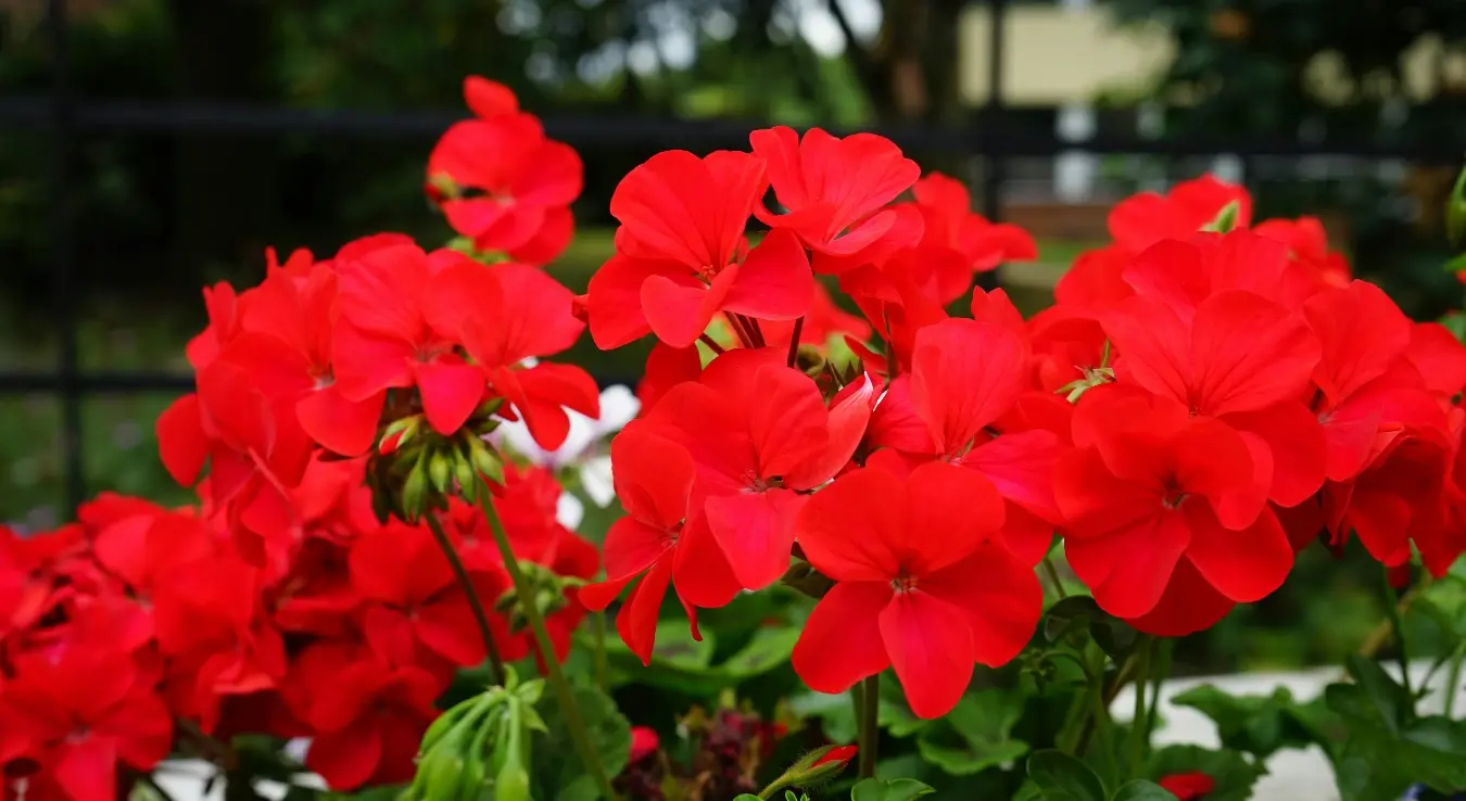 цвијеће мушкатле балкон тераса савјети