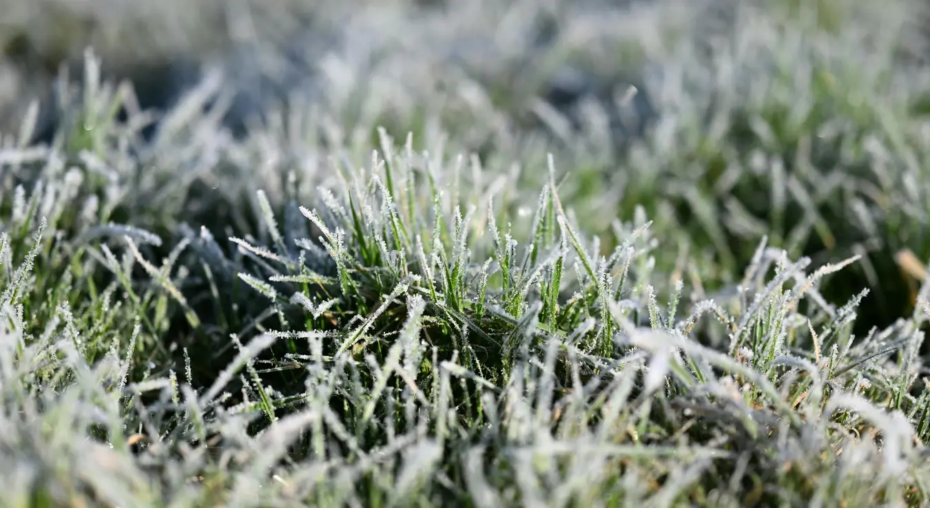 Појављује се при ниским температурама