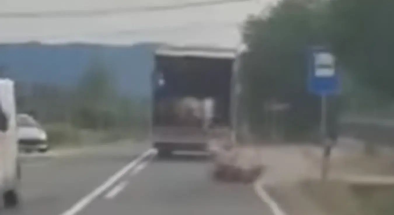 Овце искакале из камиона
