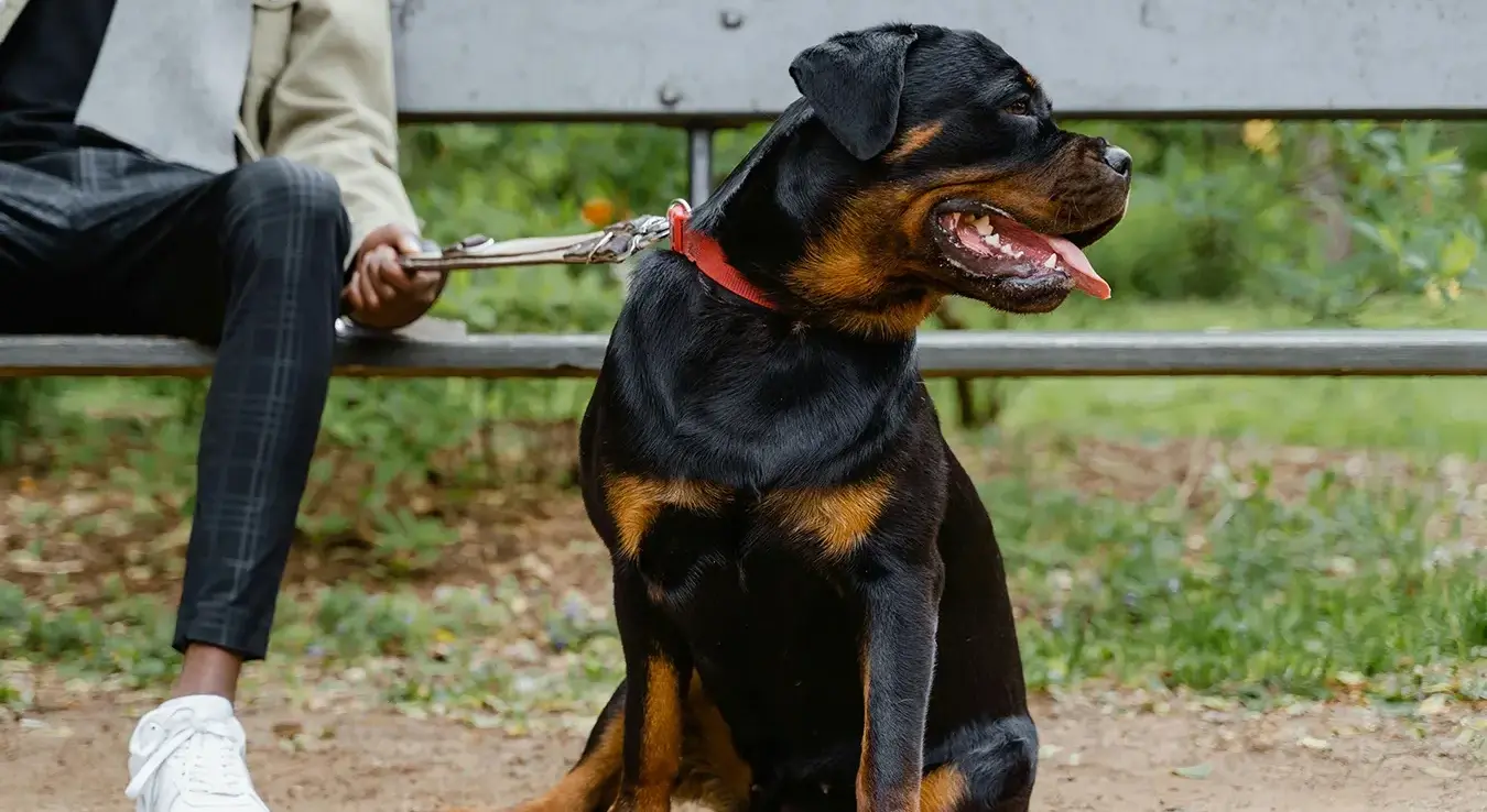 Пас ротвајлер сједи на поводцу поред свог власника на клупи у парку.