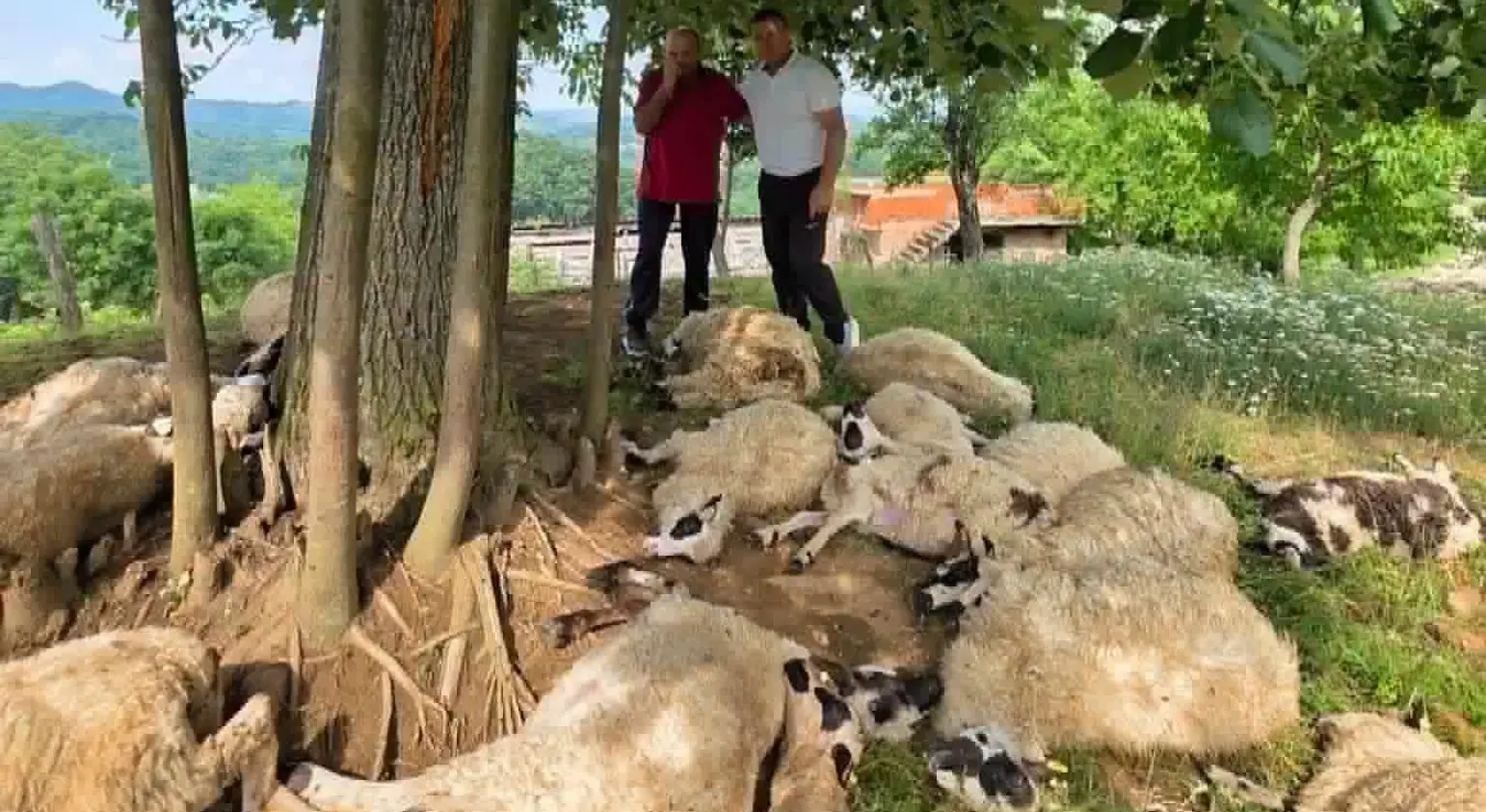 Удар грома усмртио стадо оваца: Породица у Српској остала без основног извора егзистенције